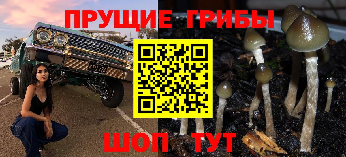 Гурьевск  Галлюциногенные грибы Magic Shrooms  Вход с VPN  Псилоцибиновые грибы GOLDEN TEACHER 